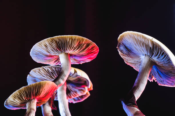 Why Do Shrooms Have Such a Massive Impact? post thumbnail image