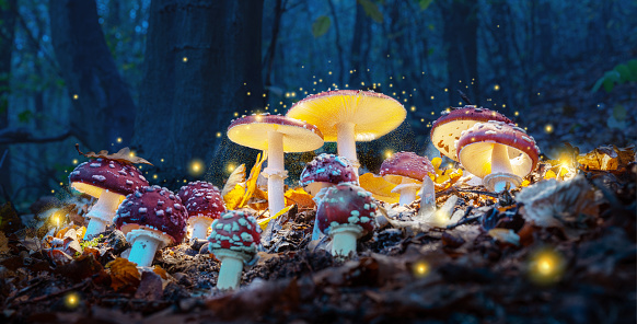 How to buy shrooms in D.C.:The ultimate guide post thumbnail image