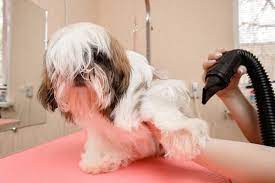 Know how effortless it is to select a dog hair dryer post thumbnail image