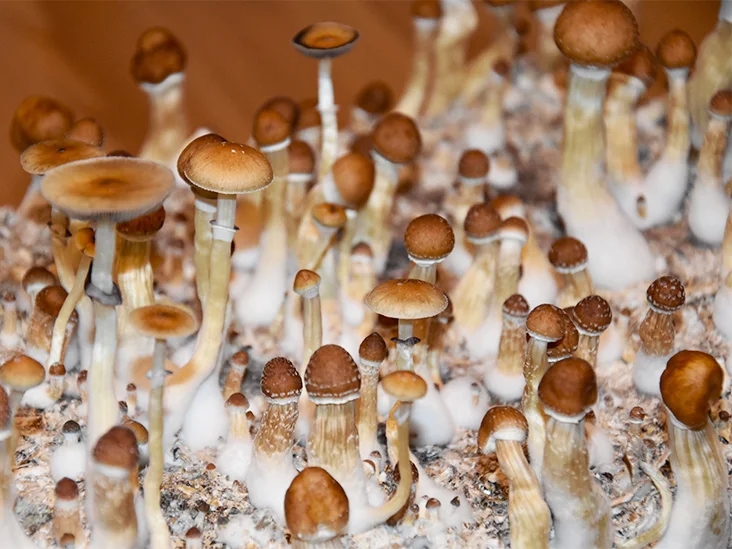 The strength of Wonder Refreshing fresh mushrooms for Depression post thumbnail image