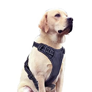 Which Are The Prospective Risks of Puppy Harnesses? post thumbnail image