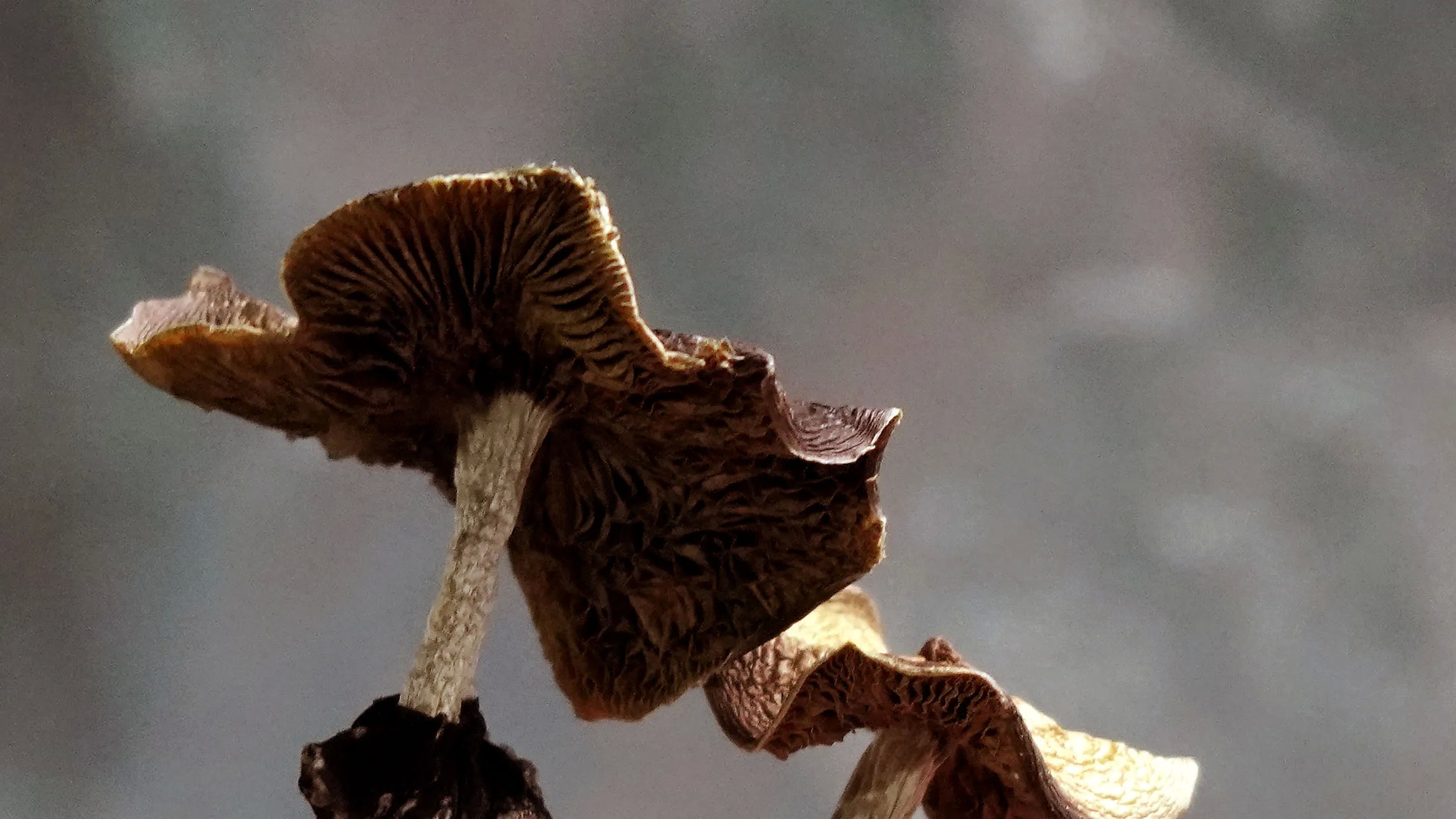 Enjoyable details about shrooms DC: A blog post post thumbnail image