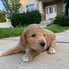 How to Find the Perfect Goldendoodle Puppy for You post thumbnail image