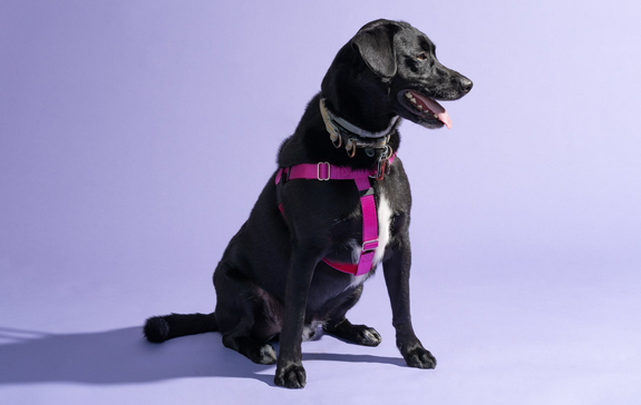 A zip custom dog harness is very comfortable post thumbnail image