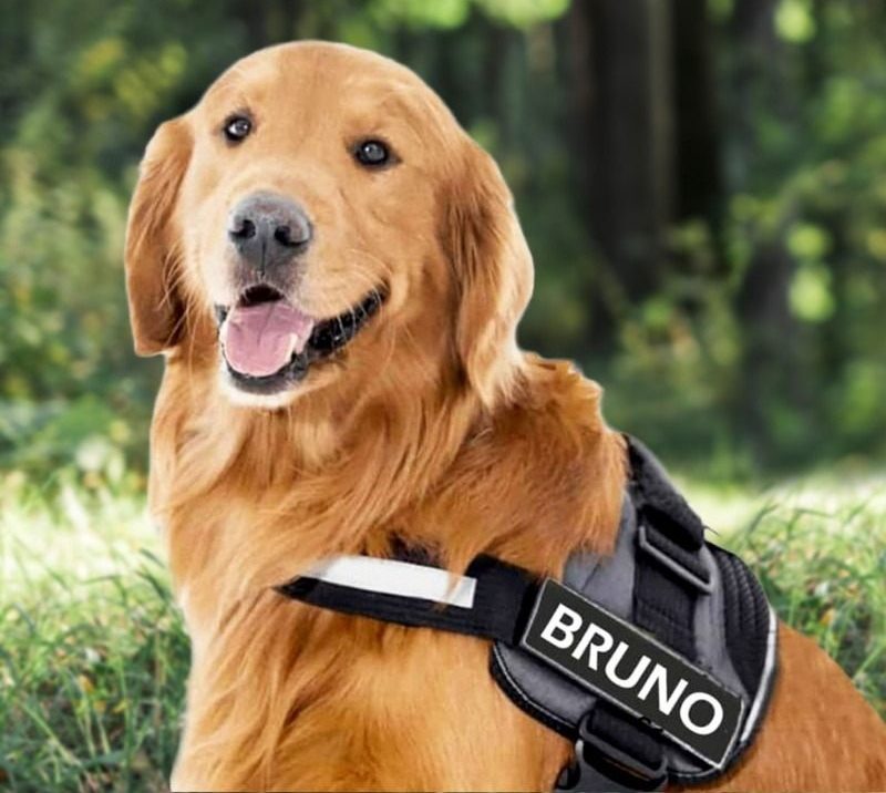 Which Are The Possible Perils connected with Canine Harnesses? post thumbnail image