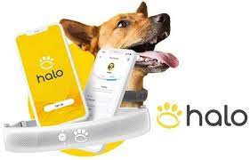 Keeping Track of Rover Just Got Easier – Halo Dog Collar Is the Way to Go post thumbnail image