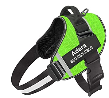 Capabilities to Look for inside a No-Move Dog Harness post thumbnail image