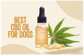 best CBD To Calm Hyperactive or Anxious Pets post thumbnail image