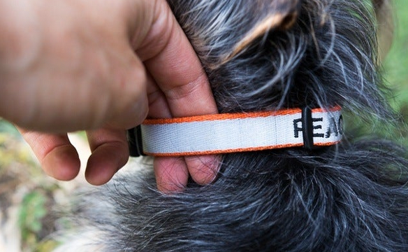 Comfort and Security – The Right Combination in the New Halo Dog Collar post thumbnail image