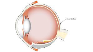 Very early Diagnosis of Macular Troubles post thumbnail image