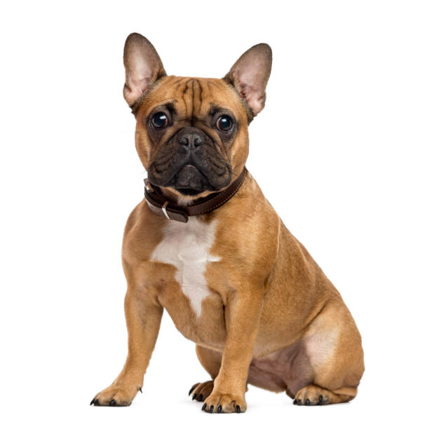 French Bulldog 101: Everything You Need to Know About This Adorable Breed post thumbnail image