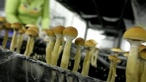 Where to Buy Magic Mushrooms Online: Your Ultimate Guide post thumbnail image