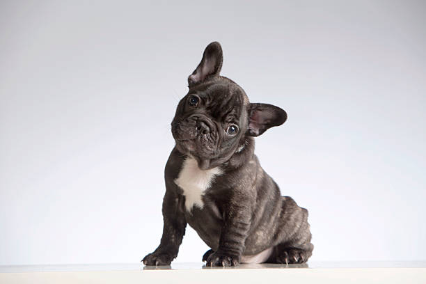 French Bulldog Breed Information: Temperament, Care, and Characteristics post thumbnail image