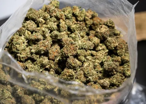 Experience Quick, Reliable Shipping with Get marijuana online post thumbnail image