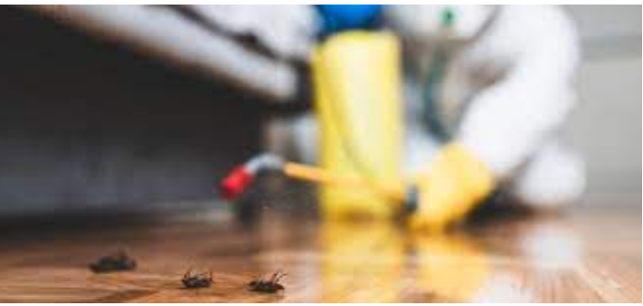 Dealing with Mice in Your Home or Organization post thumbnail image