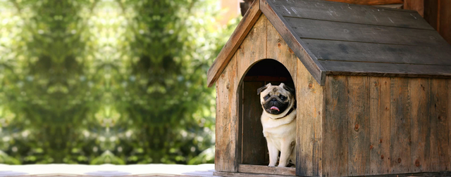Home Away from Home: Dog Boarding Services post thumbnail image