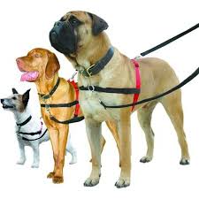 Custom Dog Harness: Selecting the Perfect Color Combination post thumbnail image