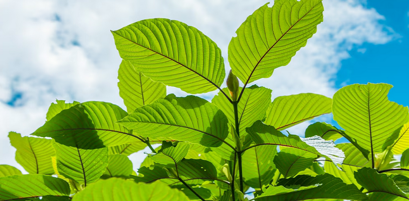 The Sweet Sensation: Exploring Kratom Gummies for a New Way to Consume Kratom post thumbnail image