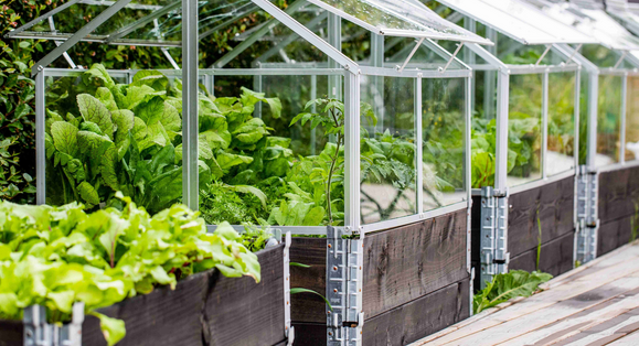 A Green Thumb’s Haven: Unveiling the World of Greenhouses post thumbnail image